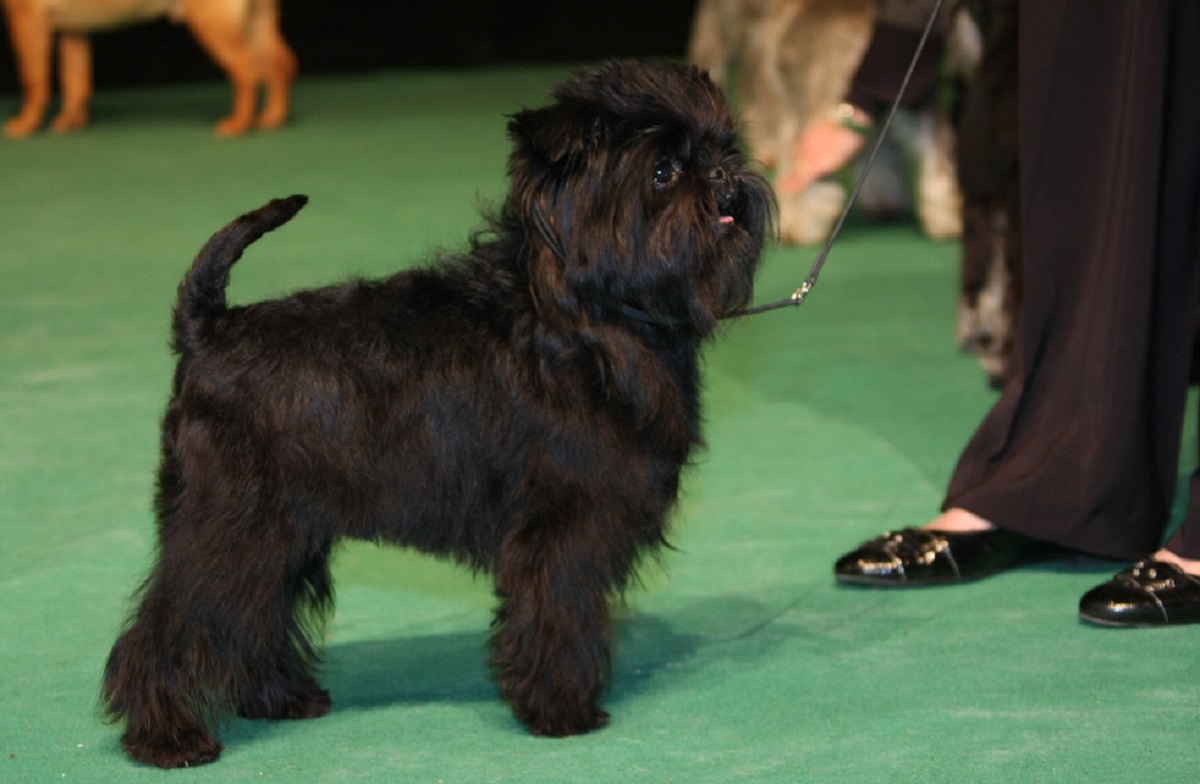 19 Dog Breeds That Stay Small Forever