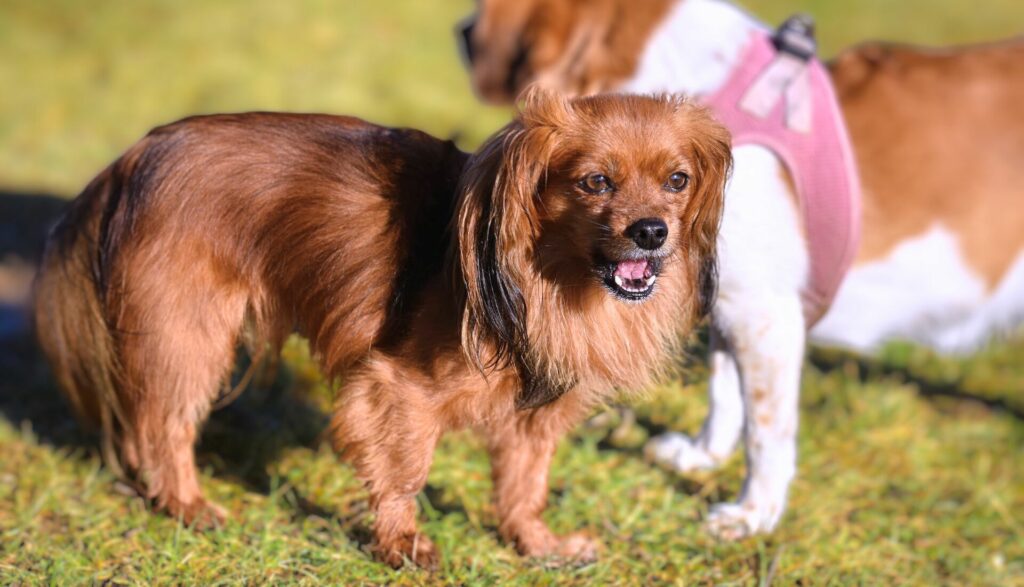 11 Most Vocal Dog Breeds Meet The Most Talkative Dogs!