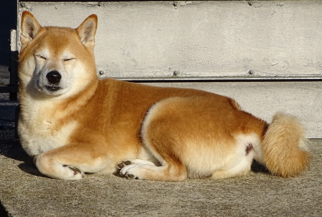 one person dog breeds