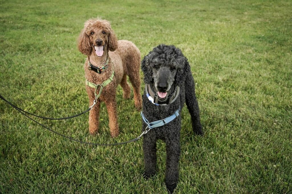 compassionate dogs