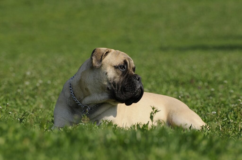protective dogs
