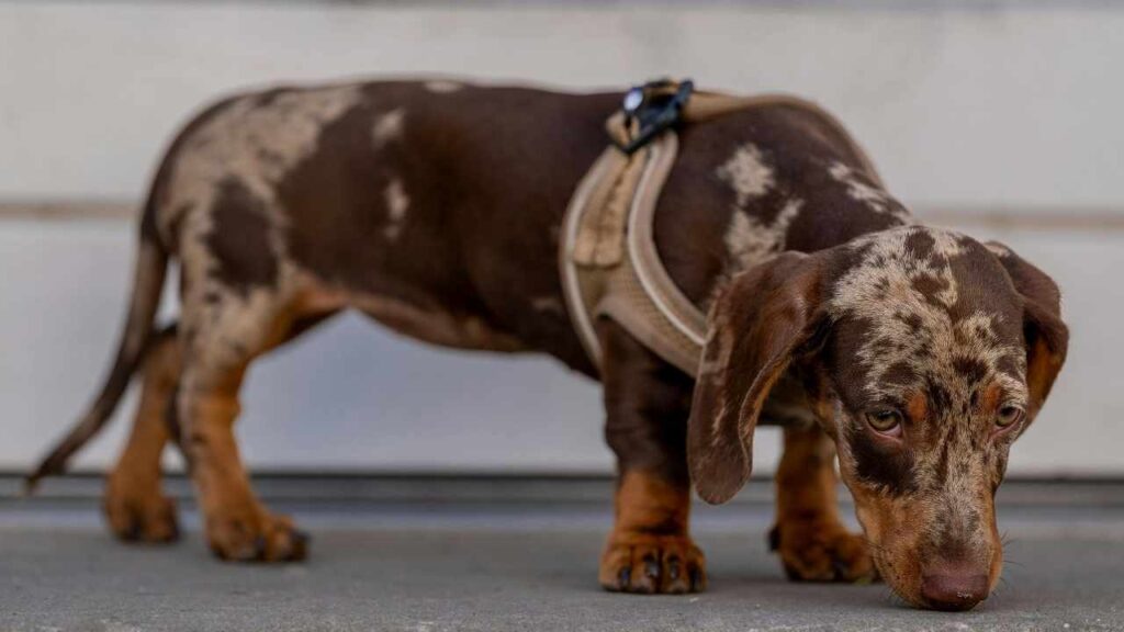 puppy small dog breeds