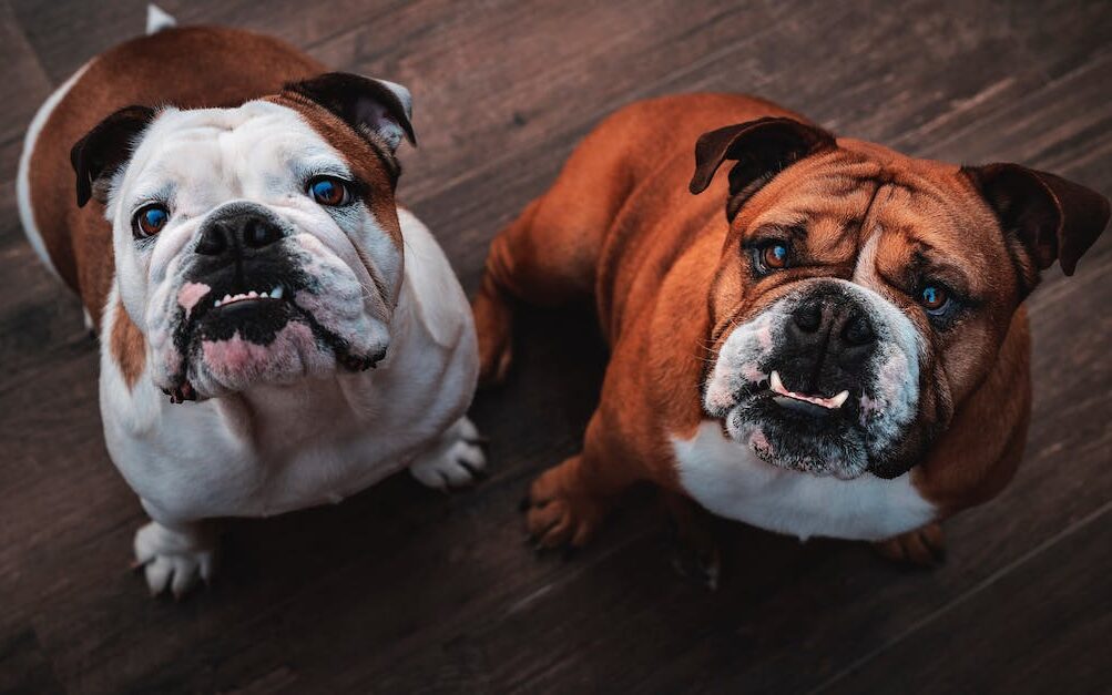 reserved dog breeds