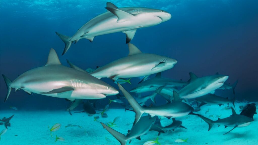 how many sharks are there
