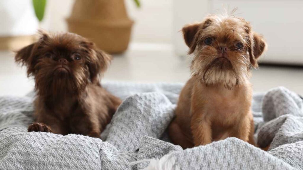 small dogs that dont grow