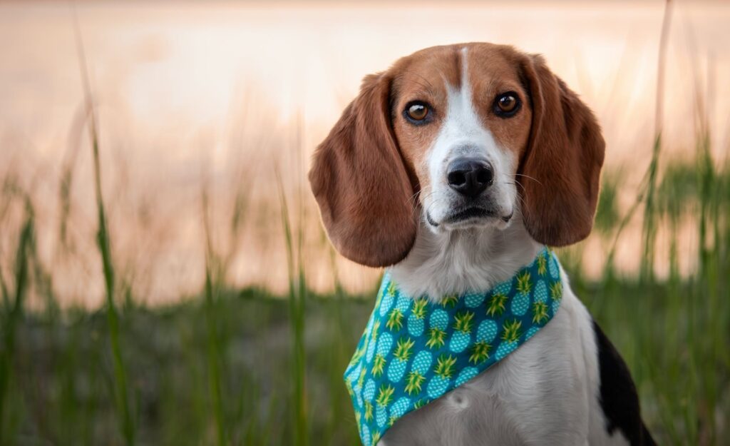 14 Best Small Guard Dog Breeds For Home Security