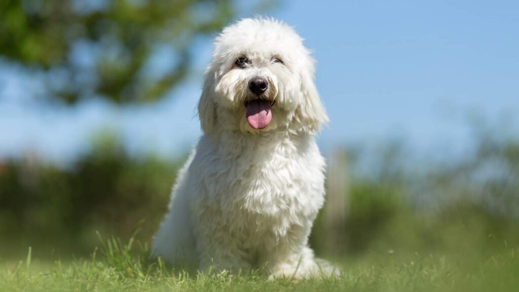 smallest toy dog breeds