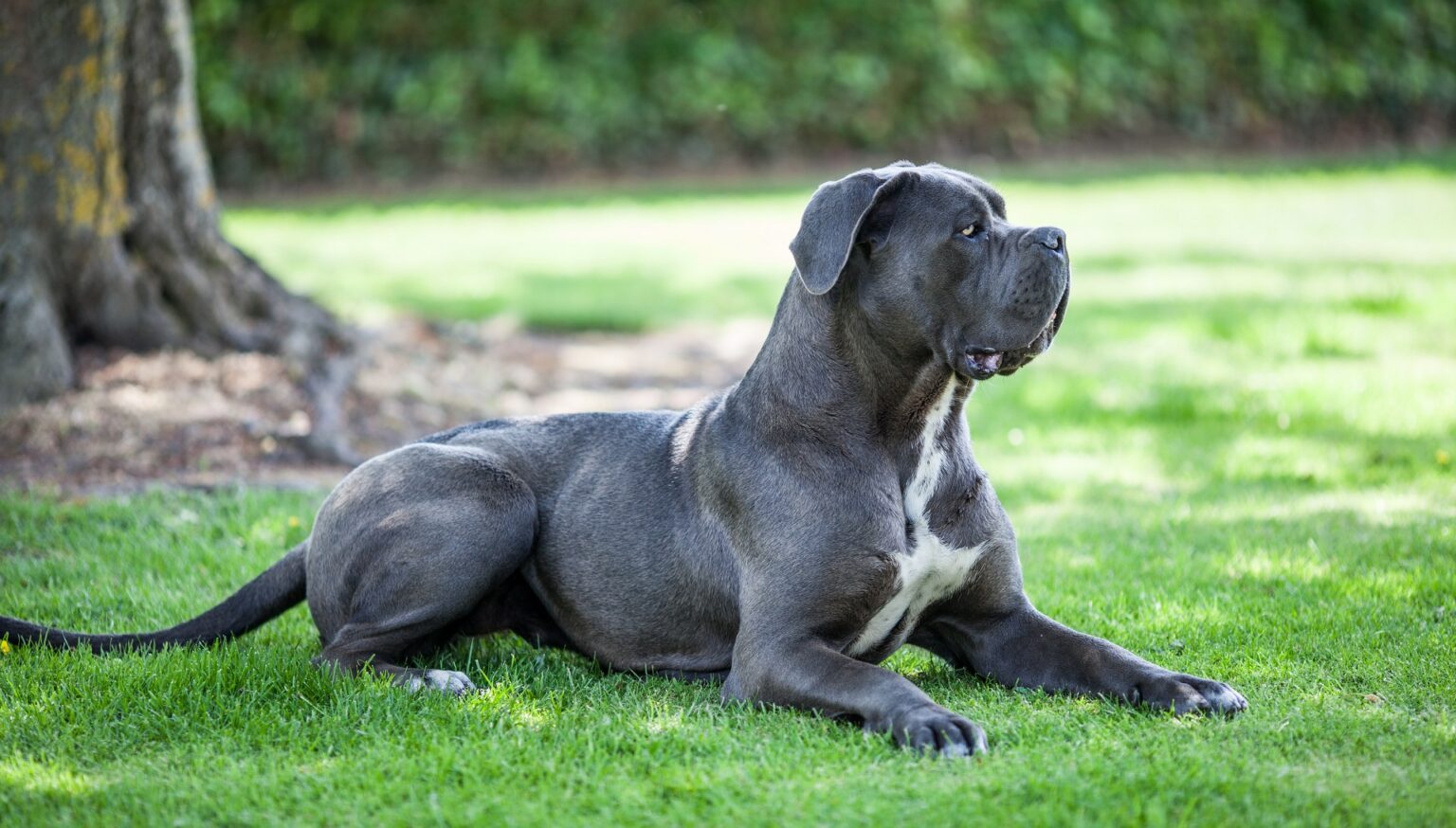 Top 7 Strongest Guard Dog Breeds For Your Security Needs