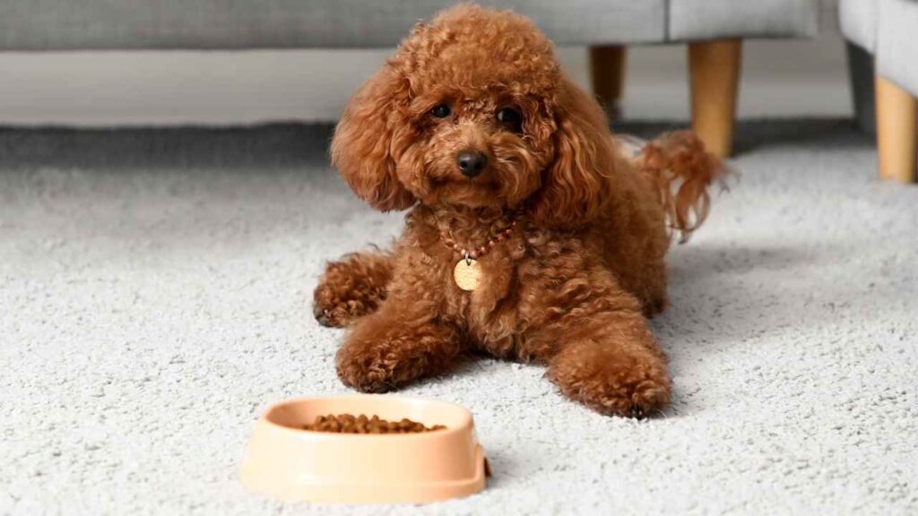toy poodle