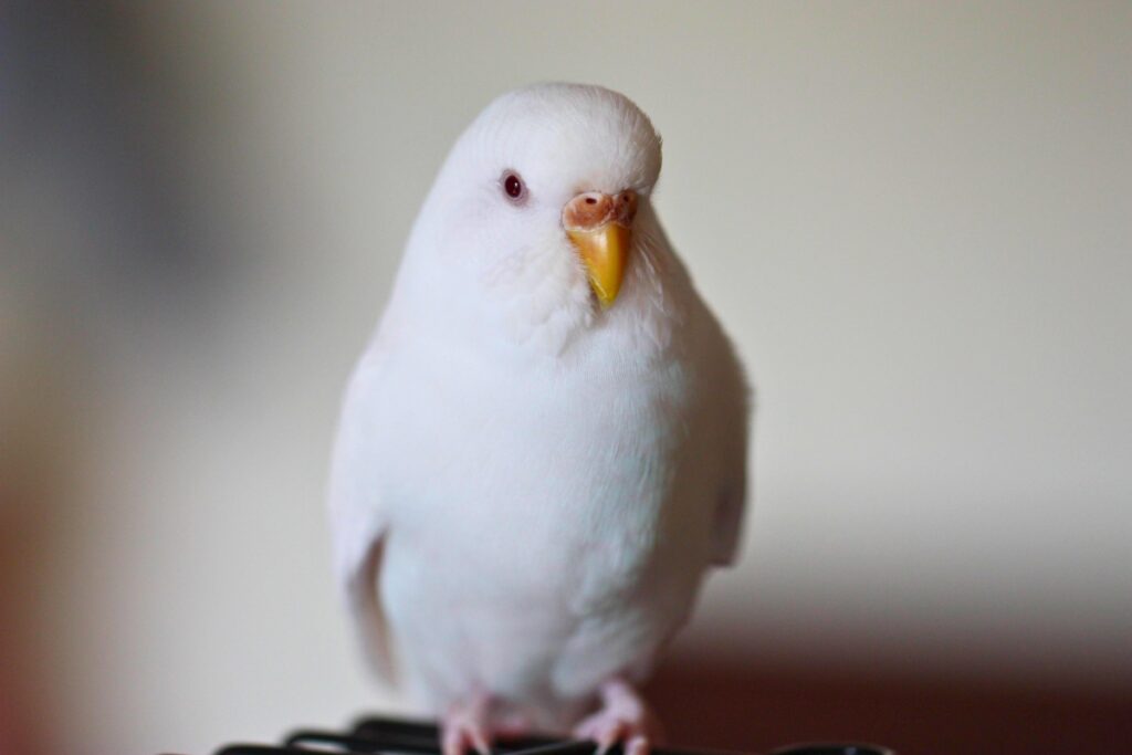unique budgie names