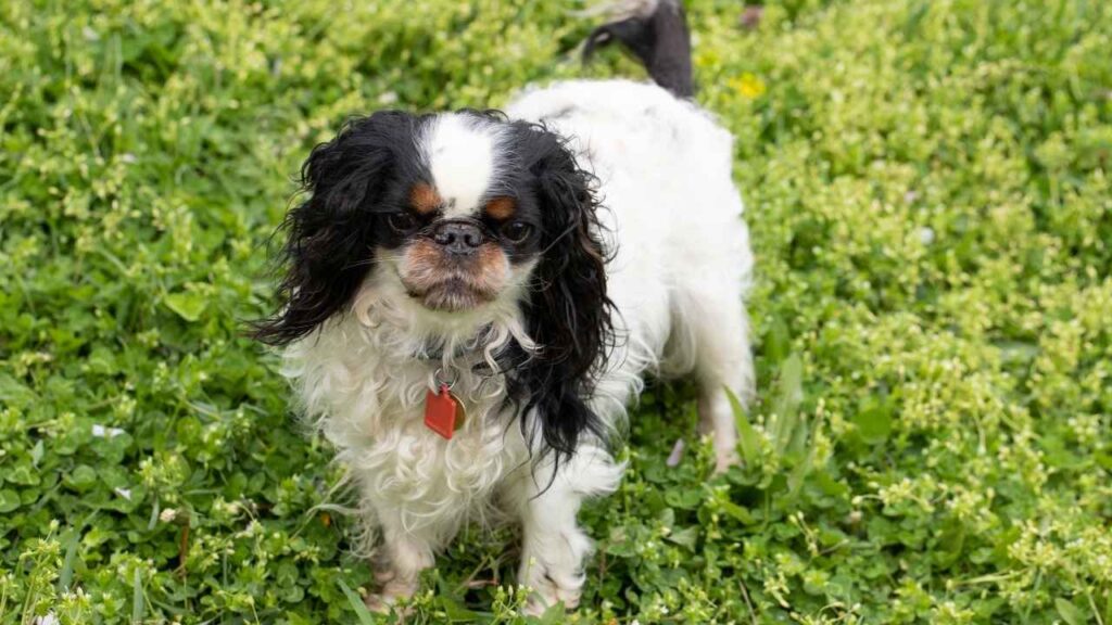 what are dogs that stay small