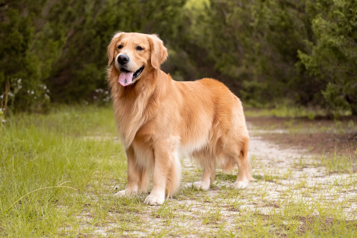 11 Dog Breeds With Blue Tongues