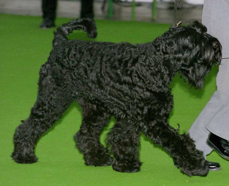 what is the biggest dog in the world

