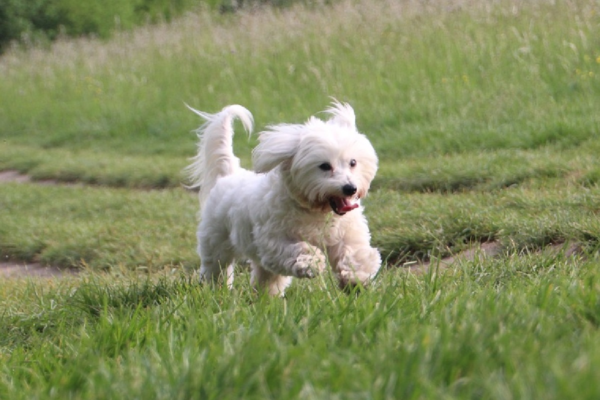 19 Dog Breeds That Stay Small Forever