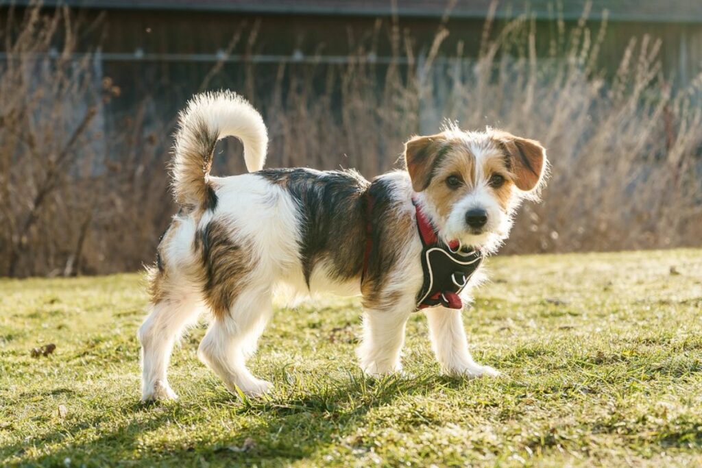 wire haired terrier