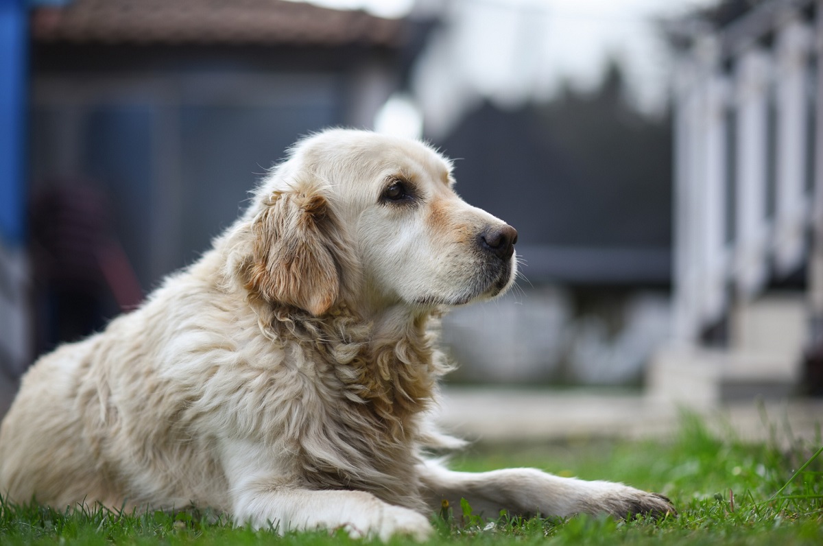10 Worst Guard Dog Breeds That Are Too Friendly