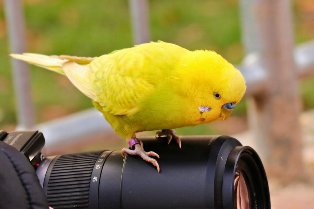 yellow and blue budgie