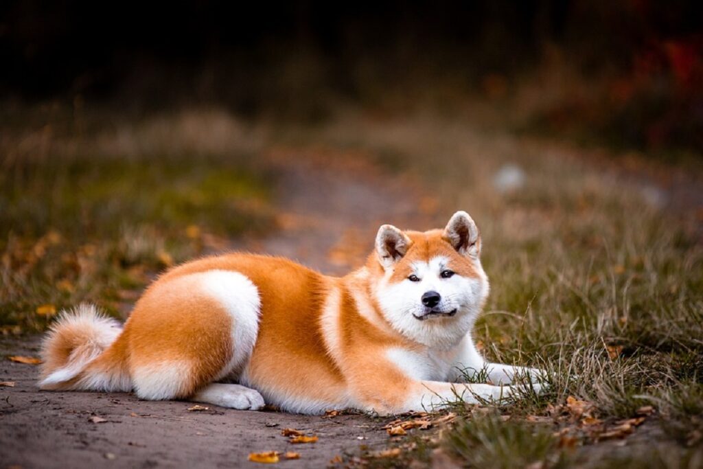 House Guard Dog Breeds