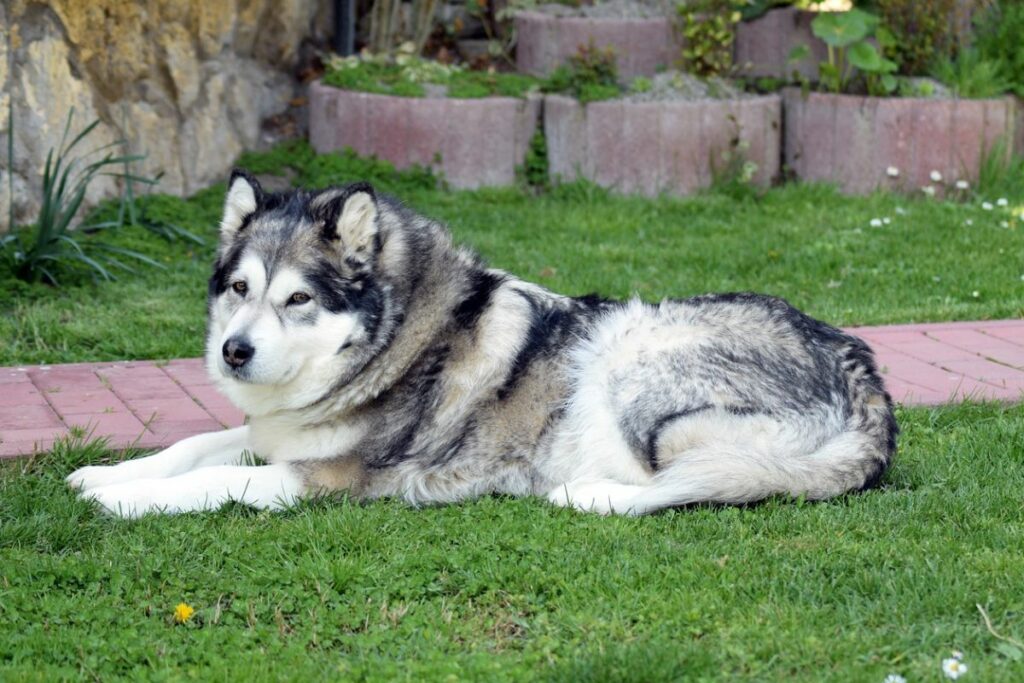 9 Best Outdoor Guard Dog Breeds To Protect Your Territory