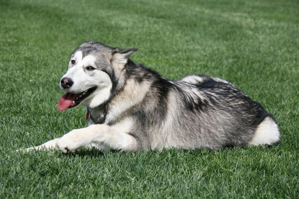 best beginner dogs