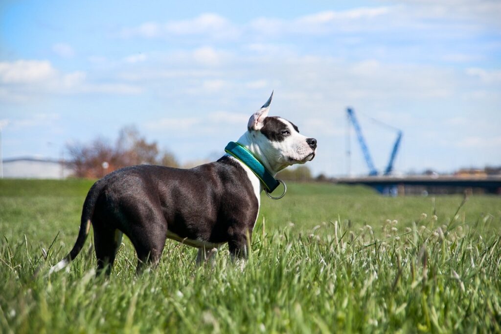 Best Dogs For Large Property