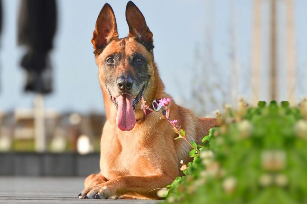 7 Best Guard Dogs For Singles Living On Their Own!