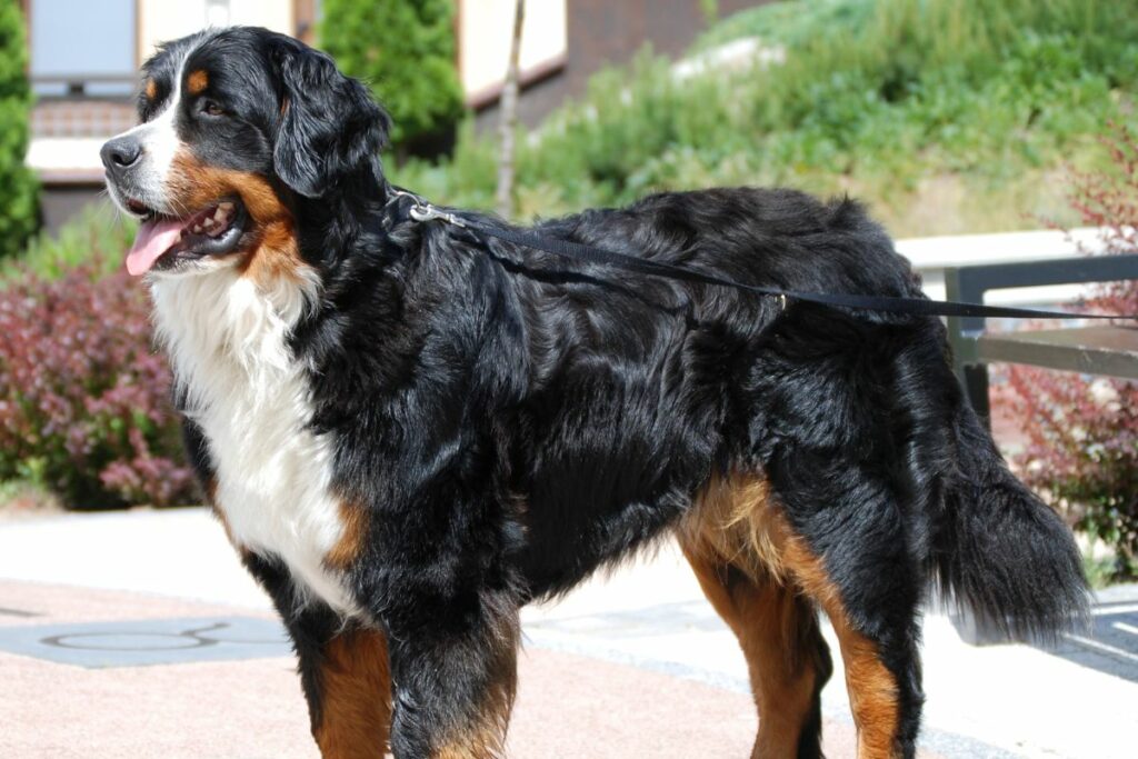 protective dog sbreed