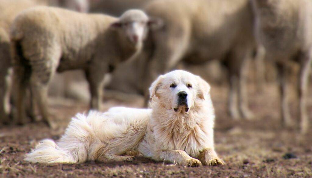 10 Best Guard Dog Breeds For Farms & Rural Safety