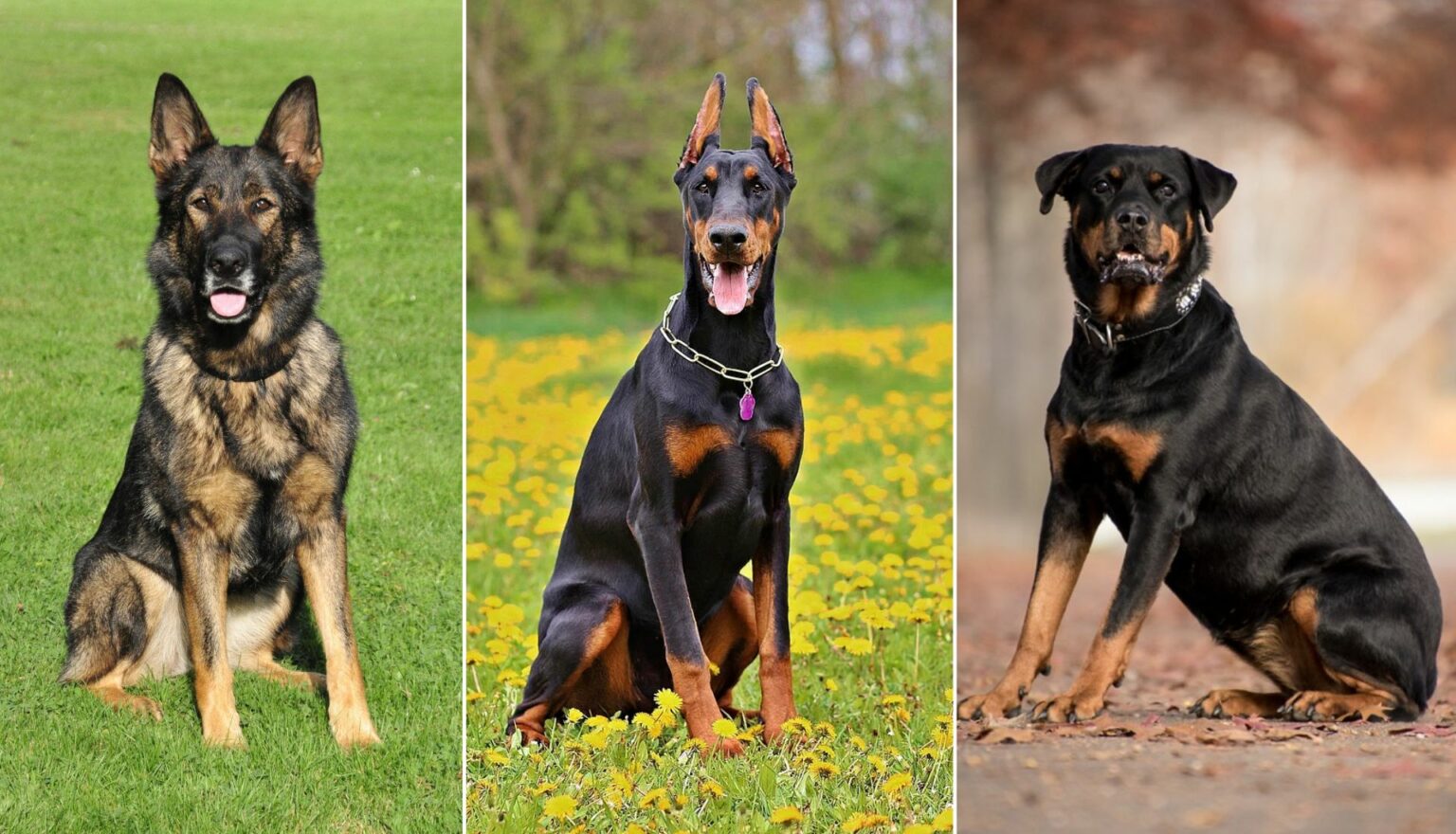7 Best Guard Dog Breeds In The UK For 2024