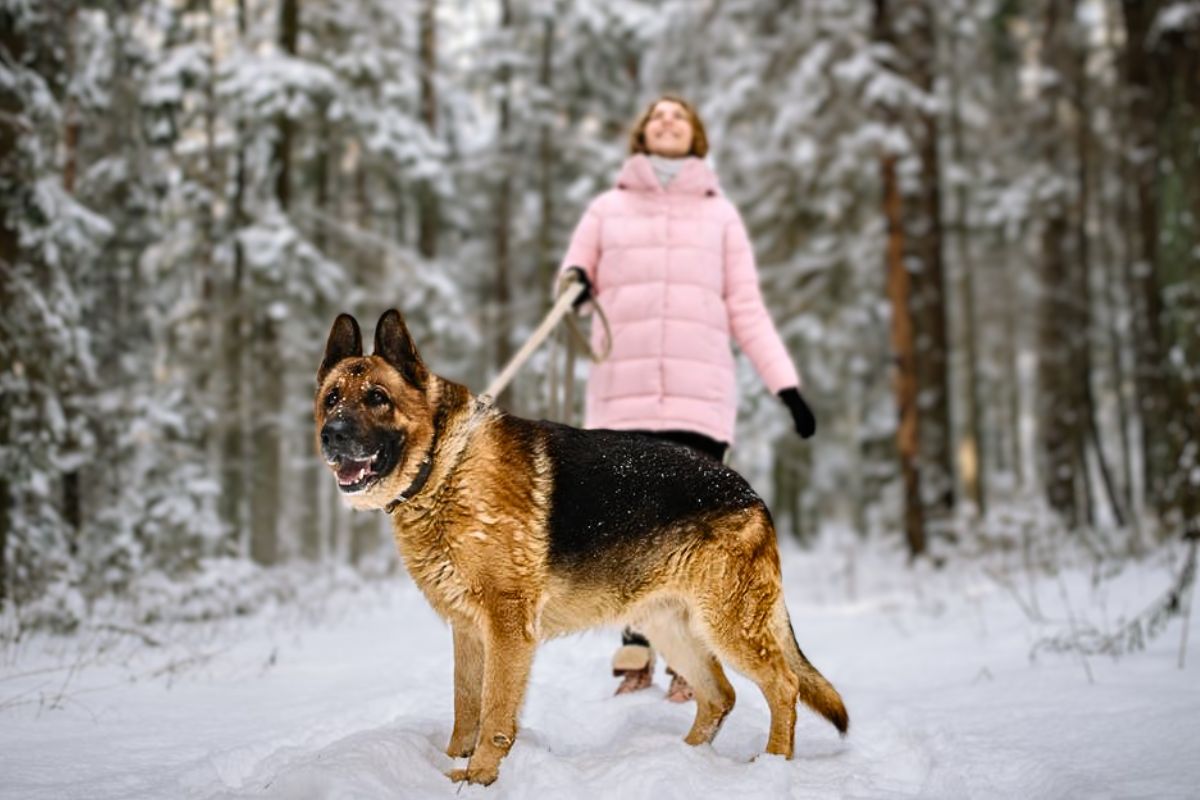 5 Best Protection Dog Breeds For Women