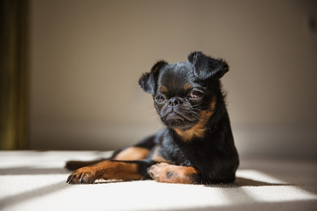 small guard dog