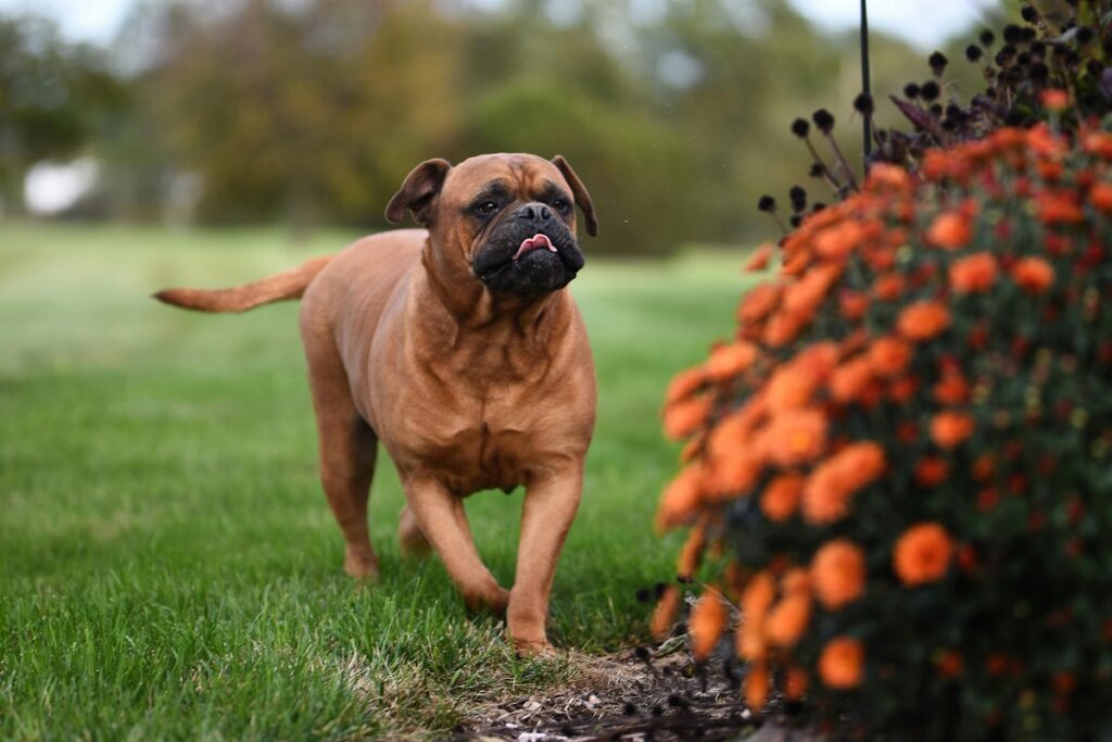 Best Guard Dogs