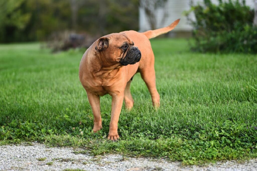 best dog breeds for singles