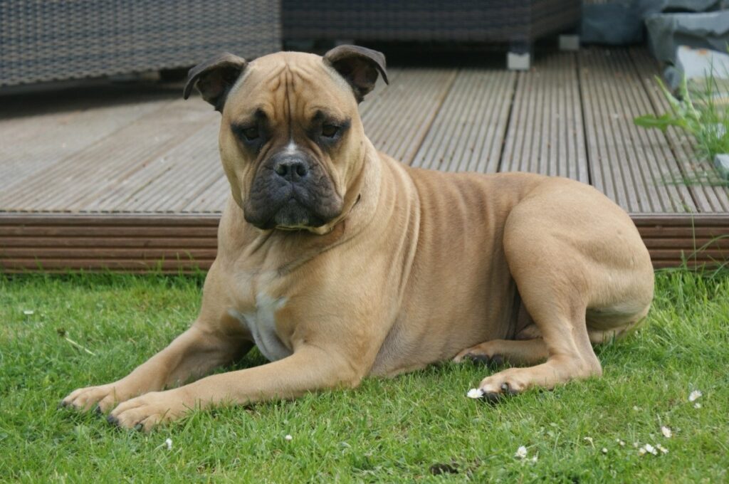 guard dogs that can be left alone