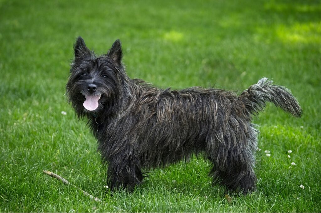 cute puppy breeds