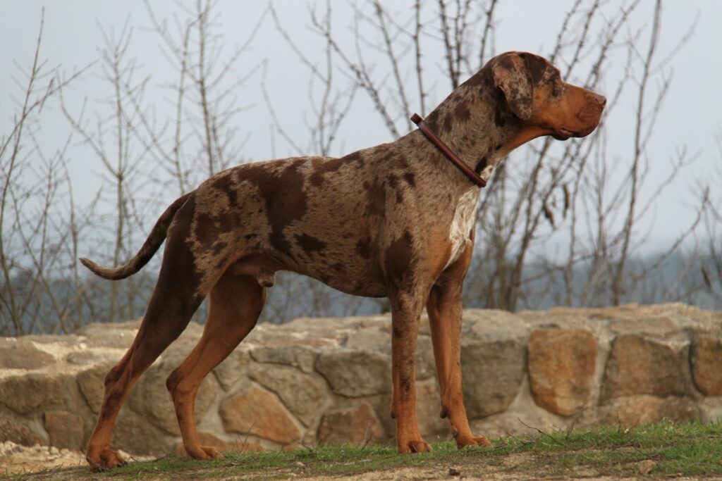 outside guard dogs