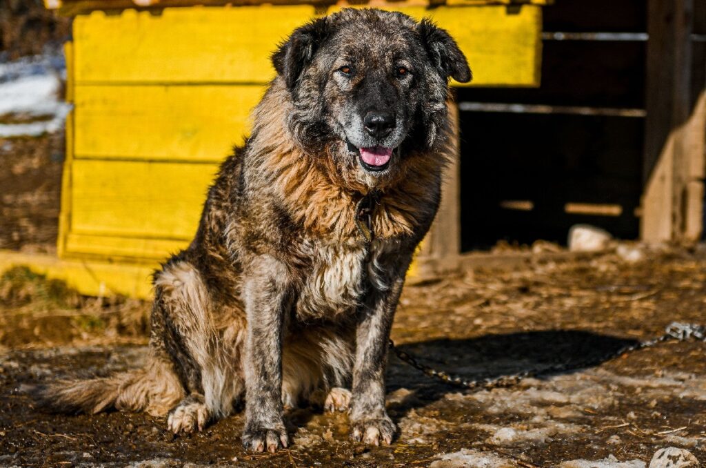 dog breeds that can be left alone