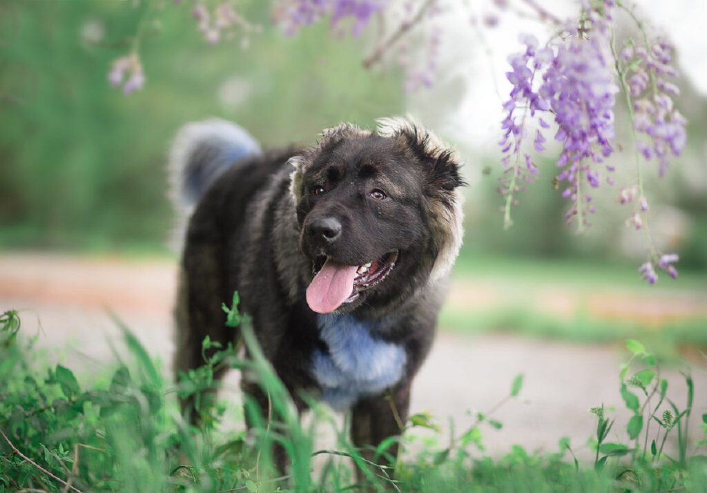 Caucasian Shepherd Dog