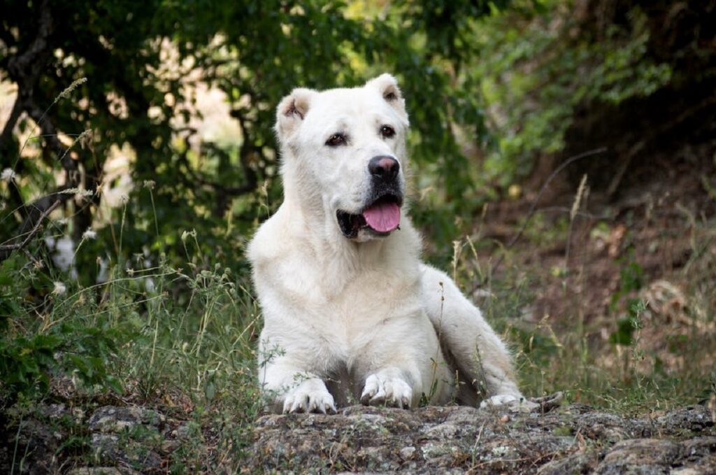 Central Asian Shepherd