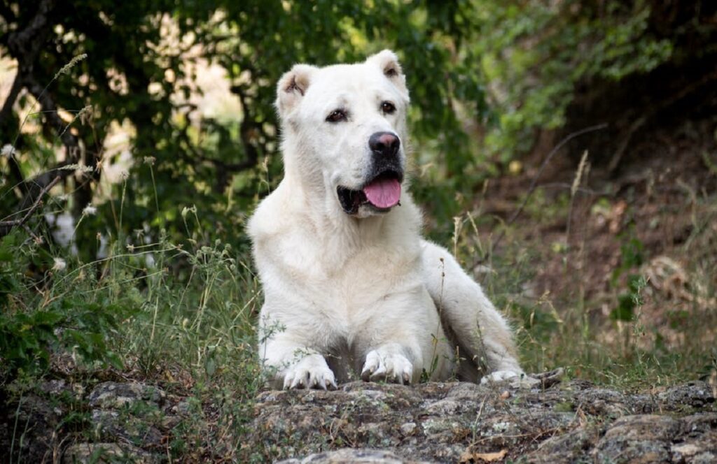 Guard Dogs For Hot Weather Guard Dogs For Hot Weather