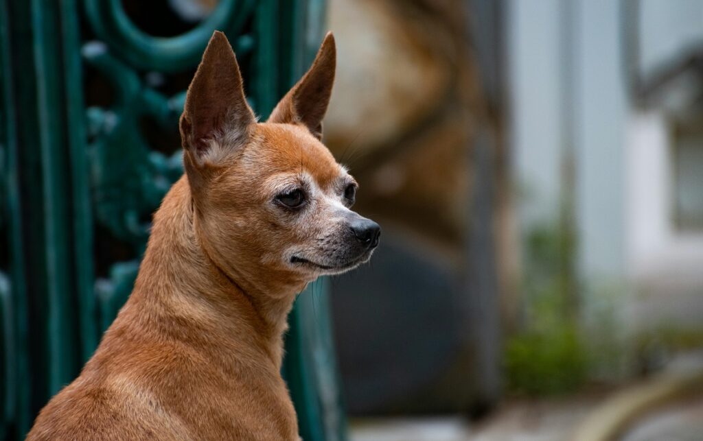 Are Chihuahuas a good dog breed for home protection