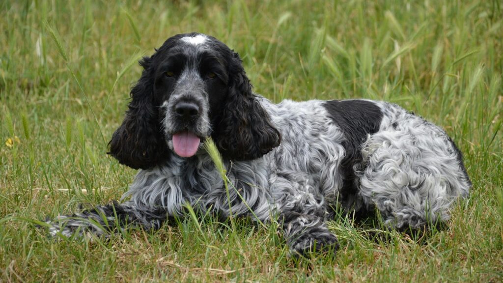 Best small-Sized Guard Dog Breeds