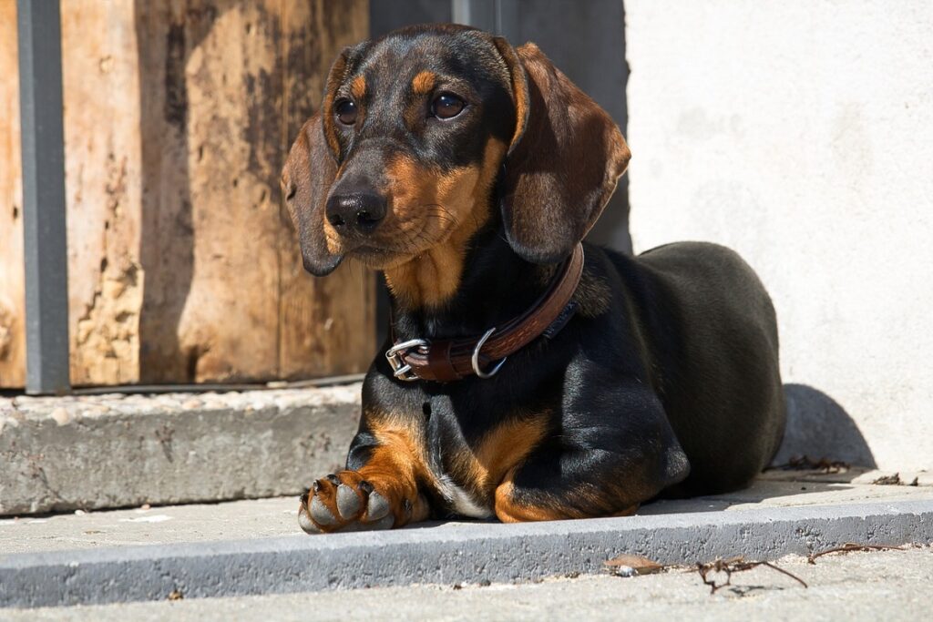 Which dog is best for house protection