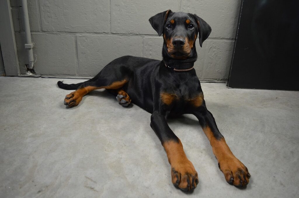 Best Guard Dogs for Single living women