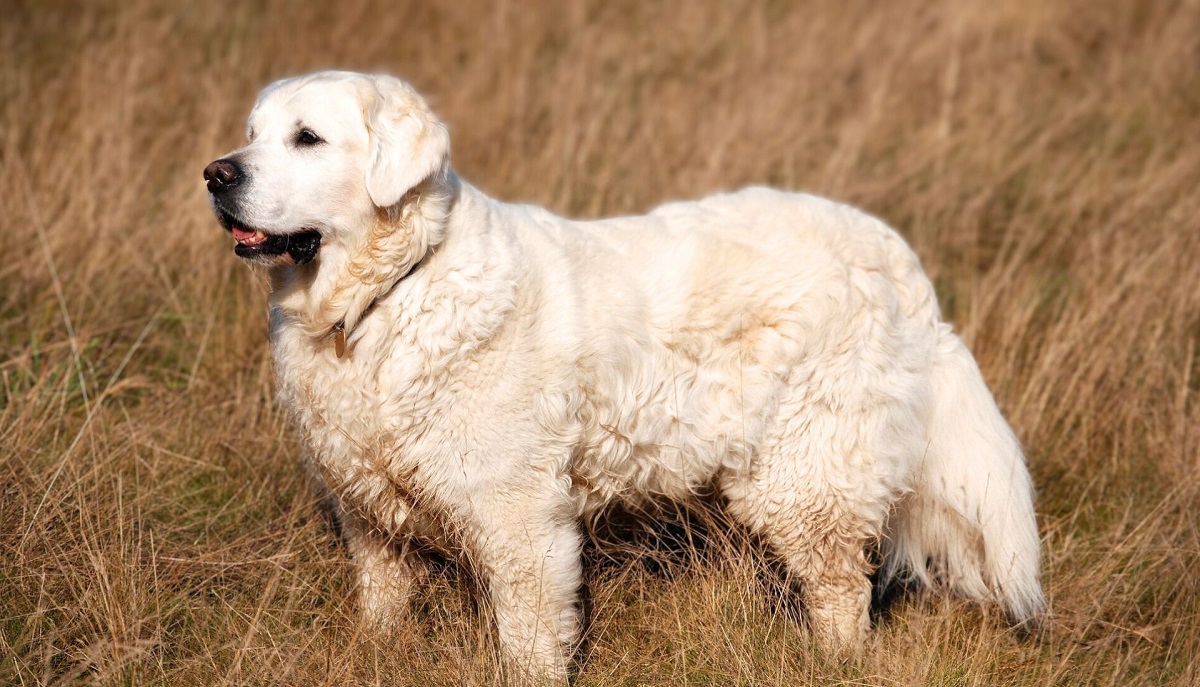 7-livestock-guardian-dog-breeds-for-hot-climates-that-thrive-under-the