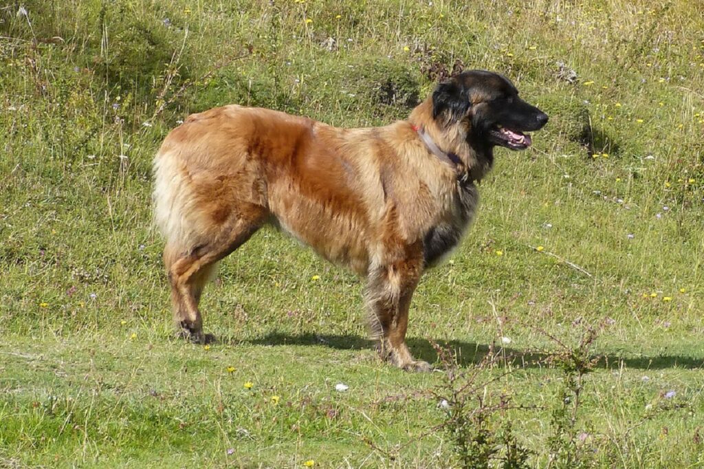 dogs that protect you