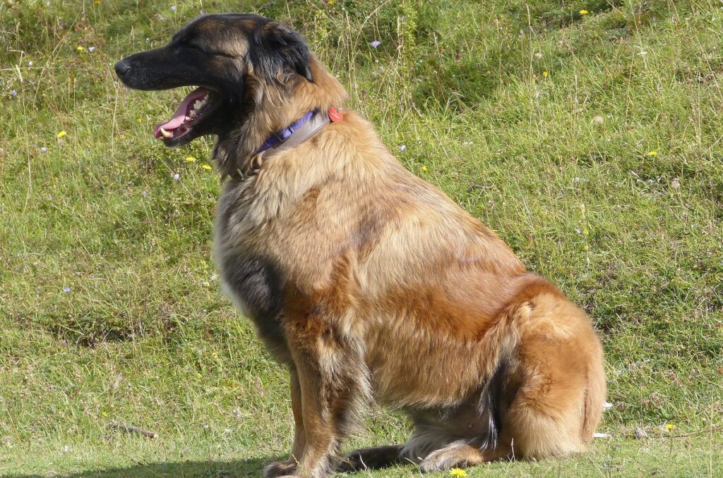 9 Best Guard Dogs For Hot Weather Who Love The Sun!