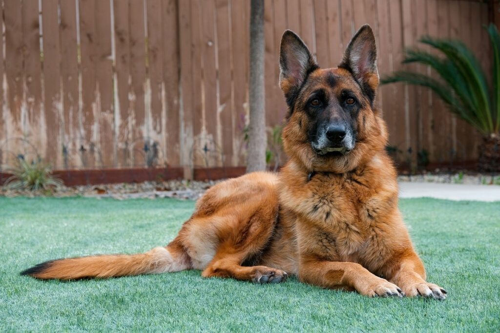 family protection dog