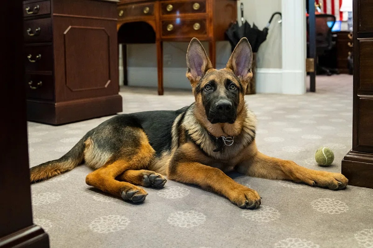 10 Best Guard Dogs For Apartment Living
