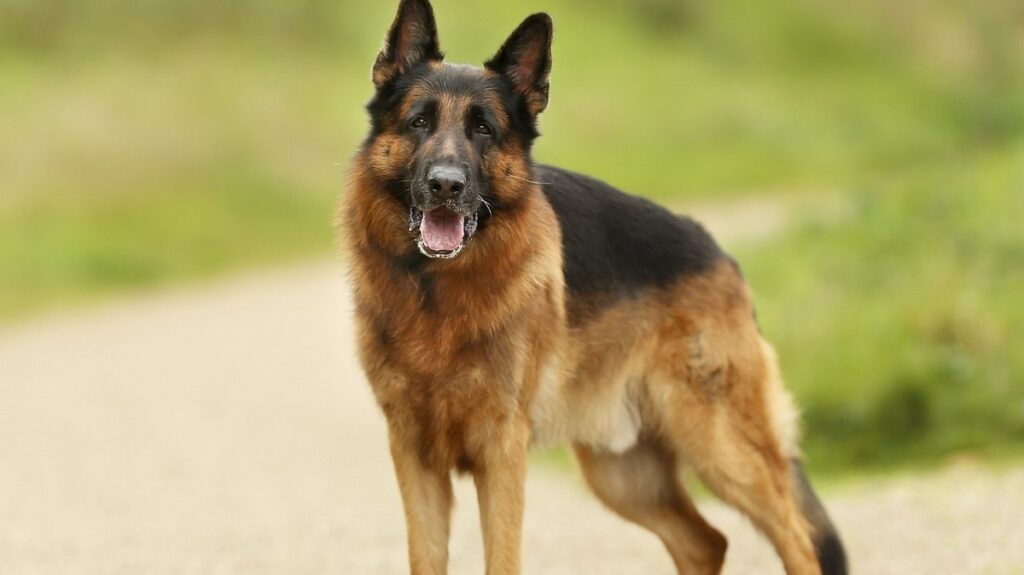 best starter dogs